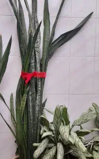 گل سانسوریا