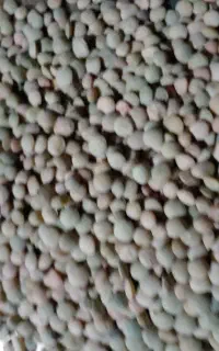 عدس دیمه وگردو