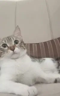 گمشدش