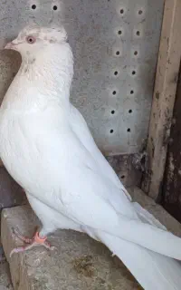 دو تا ماده سفید ناب
