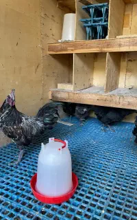 مرغ و خروس لاکندزی