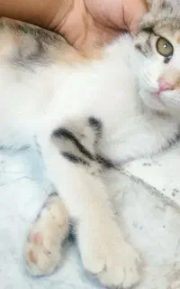 واگذاری فوری