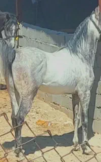 نریون بدون مدرک سواری دار