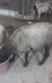 قوچ تخمی اصل شال   خالص خالص ۴دندون سالم