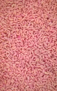 بوجاری انجام میدم