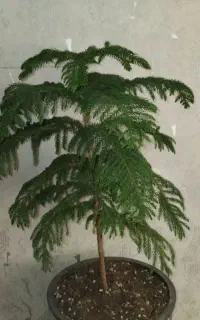 ممطبق سر حال