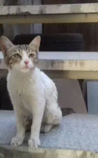 گربه ۳ ماهه واکسن زده