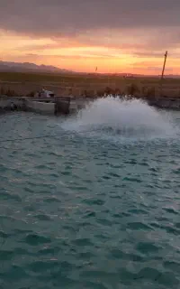 بچه ماهی قزل آلا