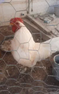خروس محلی اصل