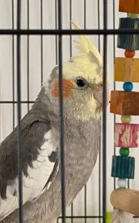 عروس هلندی گمشده