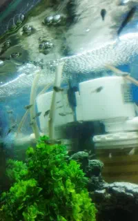 بچه ماهی گوپی