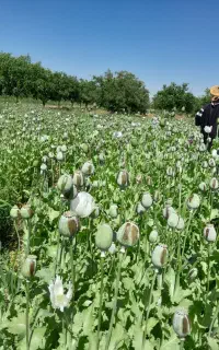 توم درجه یک اصلاح شده