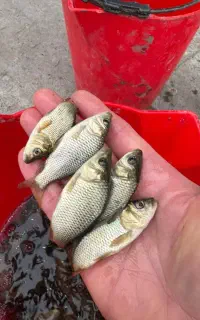 جوجه کپور