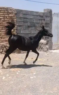 کره ماده یکساله پرخون