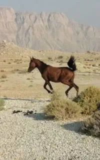 مادیون قاطر