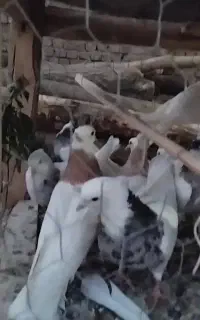 کبوتر طوقی