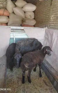 میش کار با بره ها دوقلو