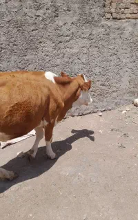 تلیسه