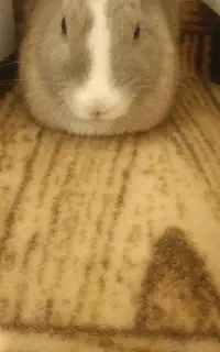 خرگوش