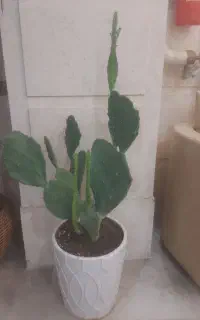 کاکتوس