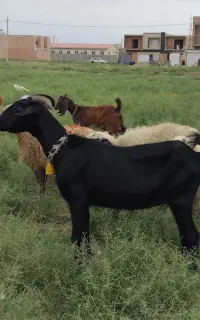 ۲ بز نذری قربانی ، دیگ حلیم قصابی