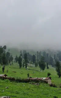 تور لیدر محلی دهکده هایدی. جنگلنوردی