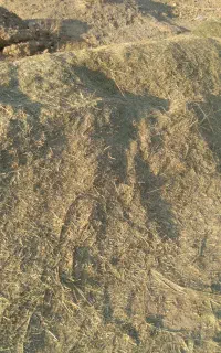 فروش یونجه و شبدر