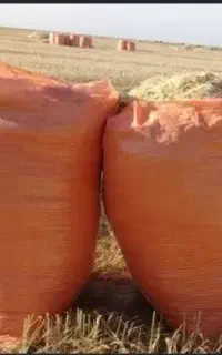 کاه گندم