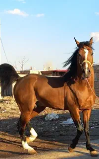 اسب اصیل دره شوری
