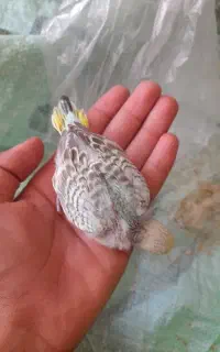 فروش رفته جوجه مرق عشق