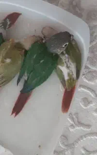 جوجه گرینچیک