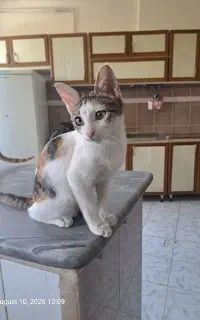 ۳ تا گربه کاملا خونگی و مهربونو ملوس