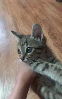 گربه