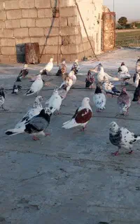 کبوتر پرشی