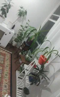 گل شاداب