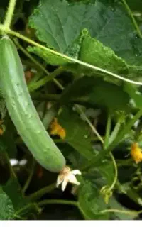 خیار زمینی قلمی مخصوص بطری