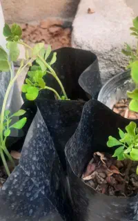نهال مورینگا
