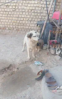پاپی
