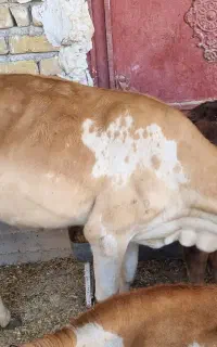 ۹ تا گوساله ماده دونه ای ۵۸