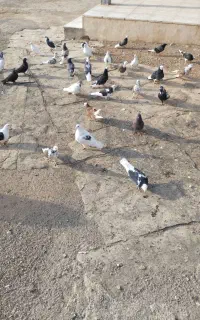 کبوتر