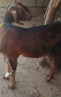 بز محلی