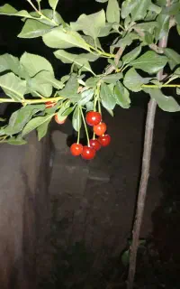 خاک کفتر