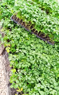نشا گوجه ساکاتا