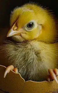جوجه گلین لری و محلی چند روزه و چند ماهه