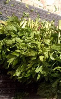 کلوس کوهی یا کرفس کوه غارون