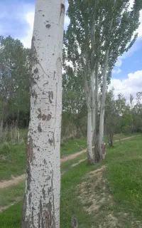 خرید و فروش چوب