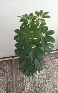 گل شفلرا