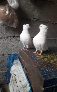 یک جفت سیفید چشم نوک سفید کاکولی