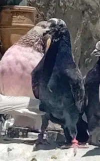 کبوتر گمشده