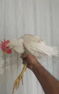 خروس ۷۰۰